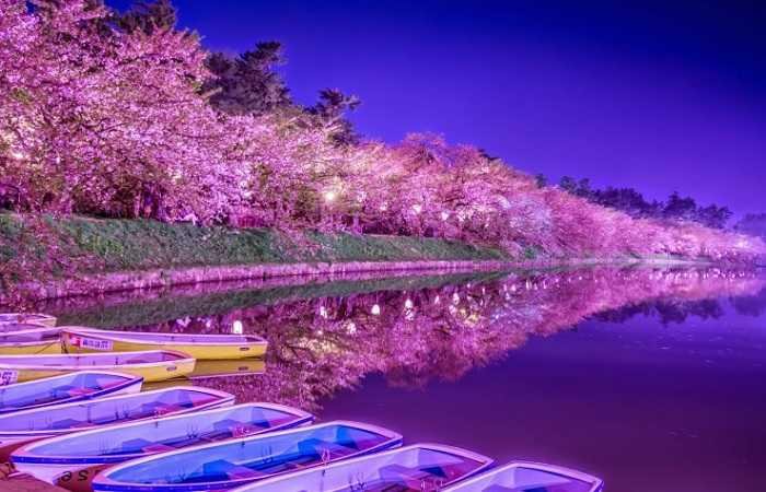 Цветение сакуры в Токио: время ханами, лучшие места, фото